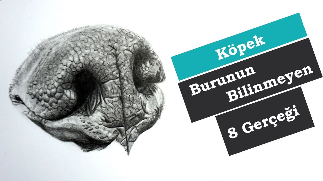 Kopek Burunun Bilinmeyen 8 Gercegi Ukifed