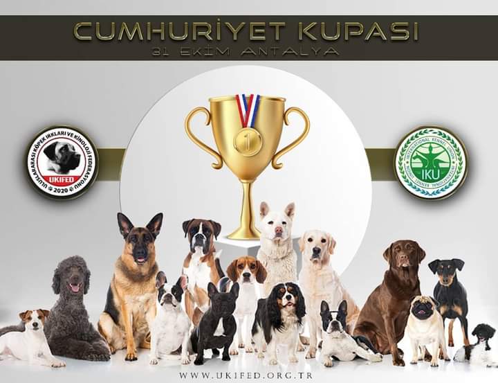 Kopek Secere Sorgulama