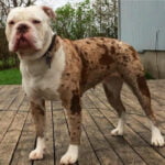Alapaha Blue Blood Bulldog 1
