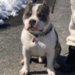 Alapaha Blue Blood Bulldog 2