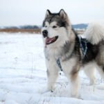 Alaska Malamutu 2