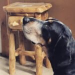 American Blue Gascon Hound 1