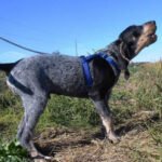 American Blue Gascon Hound 2
