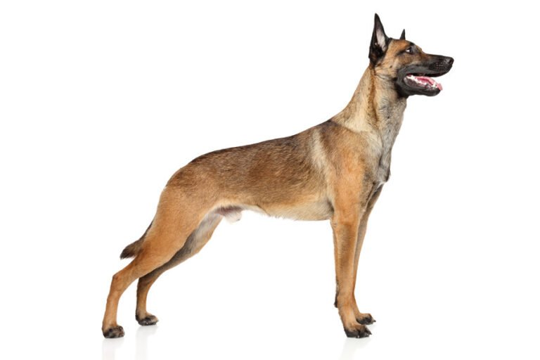 Belçika Malinois Köpeği 1