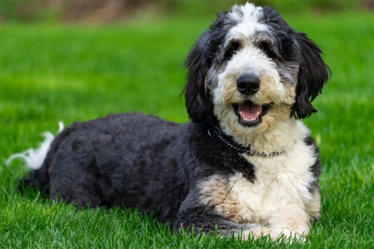 Bernedoodle 1