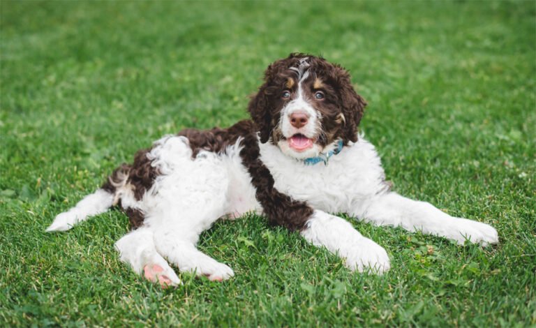 Bernedoodle 2