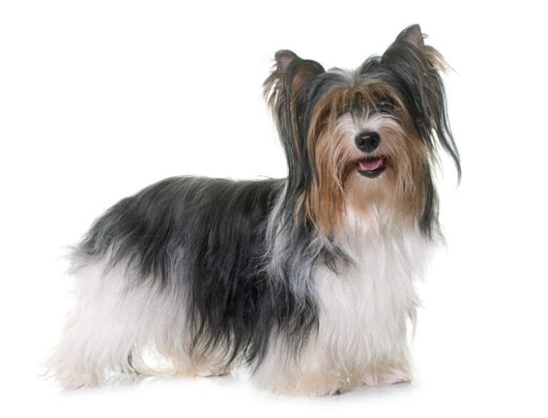 Biewer Yorkshire Terrier 1
