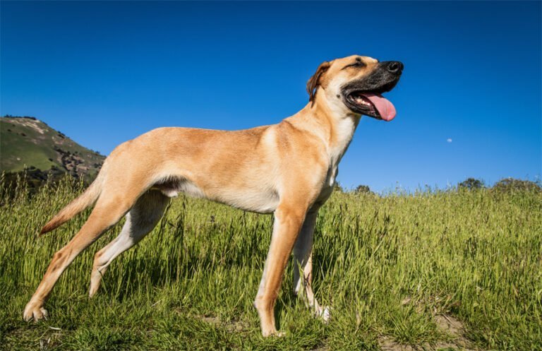 Black Mouth Cur 1