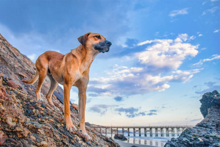 Black Mouth Cur 2