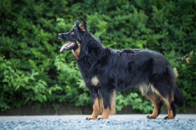 Bohemian Shepherd 1
