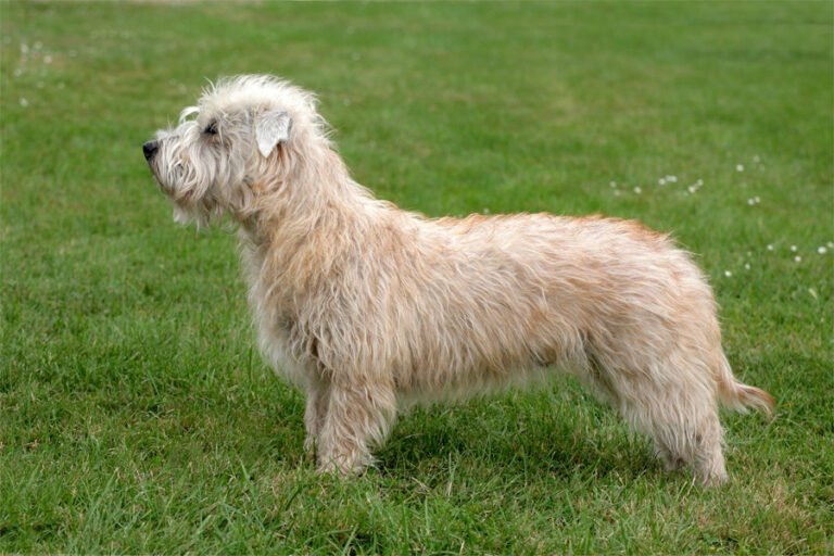 Glen of Imaal Terrier 1