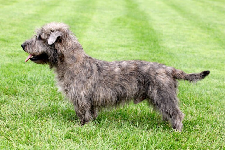 Glen of Imaal Terrier 2