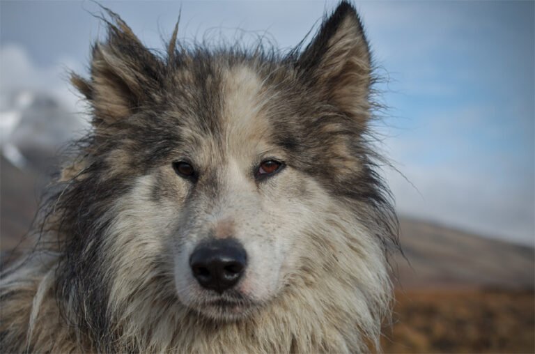 Grönland Köpeği 1