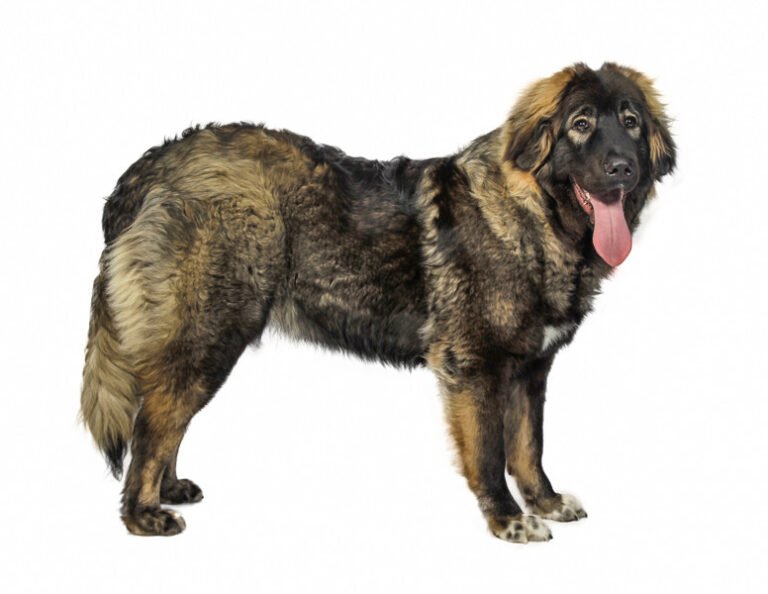 Kafkas Çoban Köpeği 1