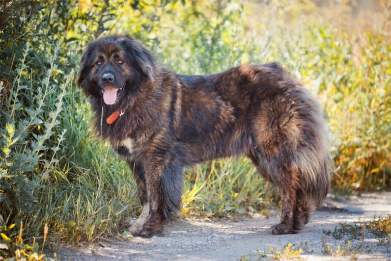 Kafkas Çoban Köpeği 2