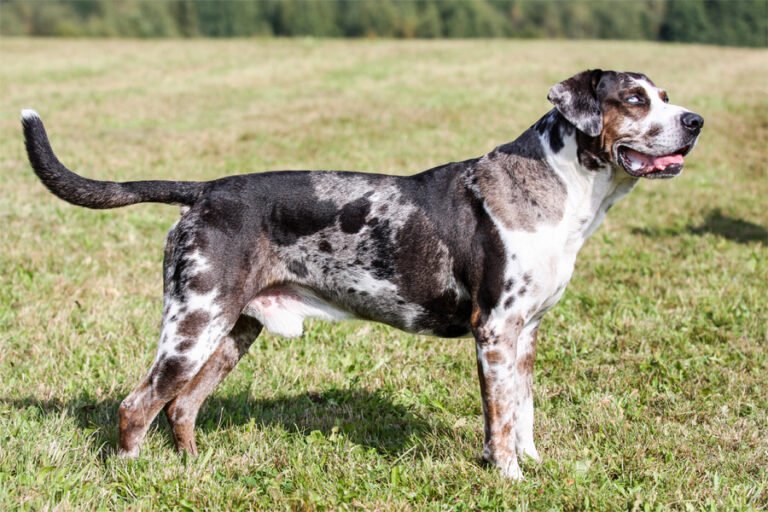 aaa