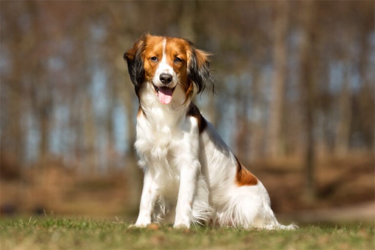 Kooikerhondje 1