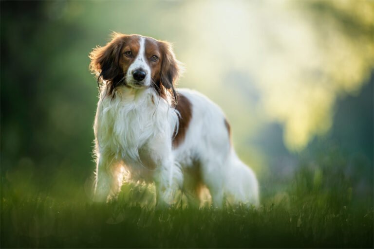 Kooikerhondje 2