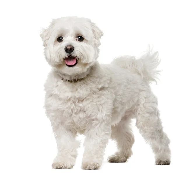 Maltese 1
