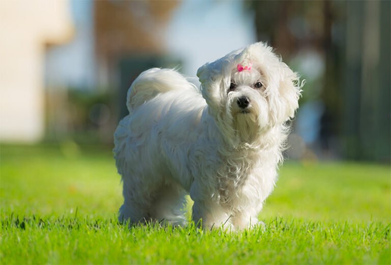 Maltese 2
