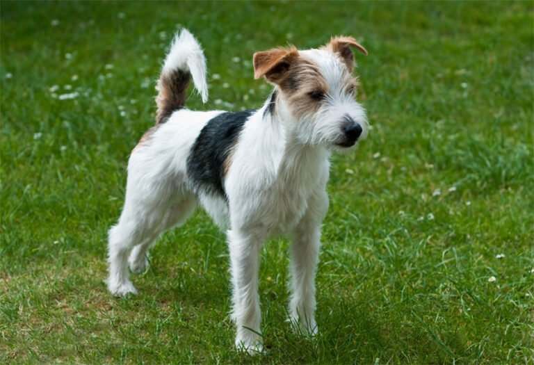 Parson Russell Terrier 2