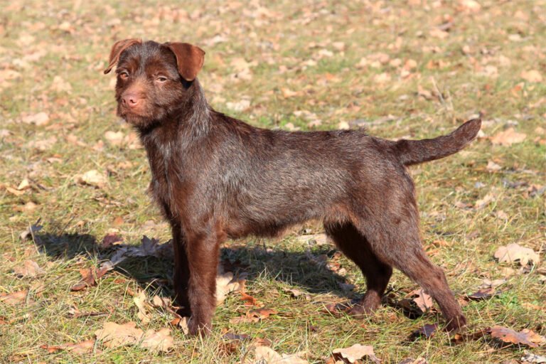 Patterdale Terrier 1