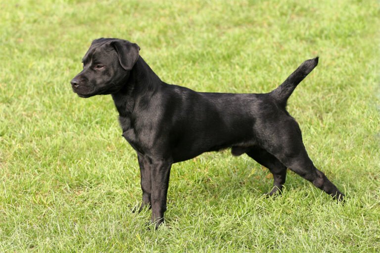 Patterdale Terrier 2