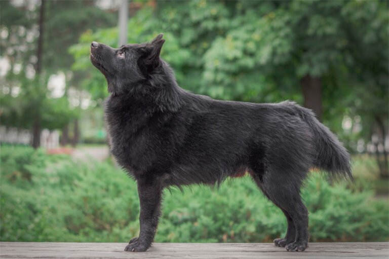 Schipperke 2