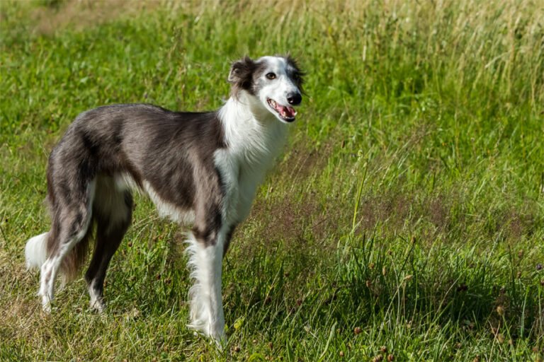 Silken Windhound 2