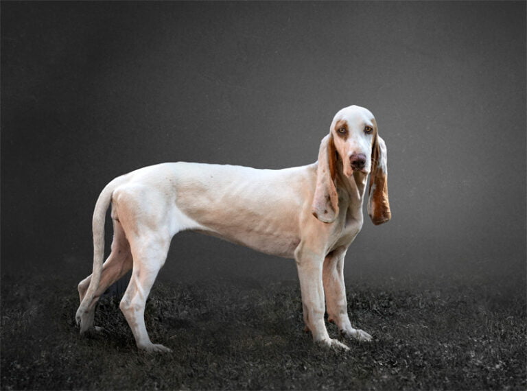 Spanish Hound