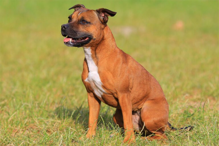 Staffordshire Bull Terrier 2