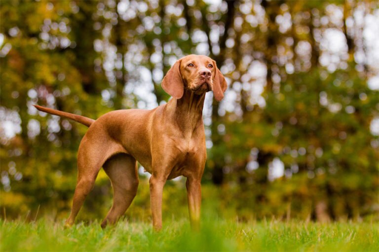 Vizsla 1