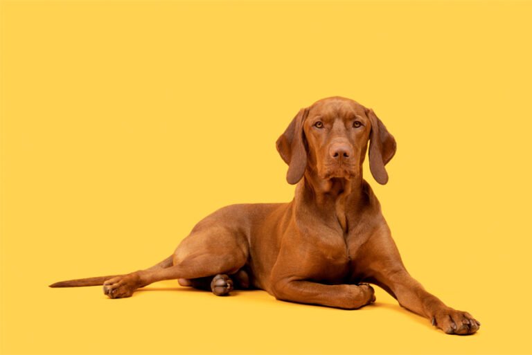 Vizsla 2