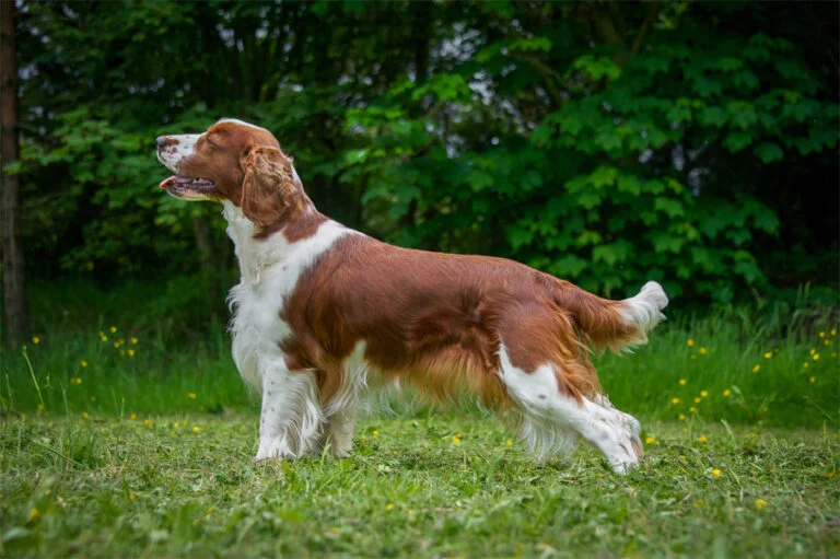 Welsh Springer Spaniel 1