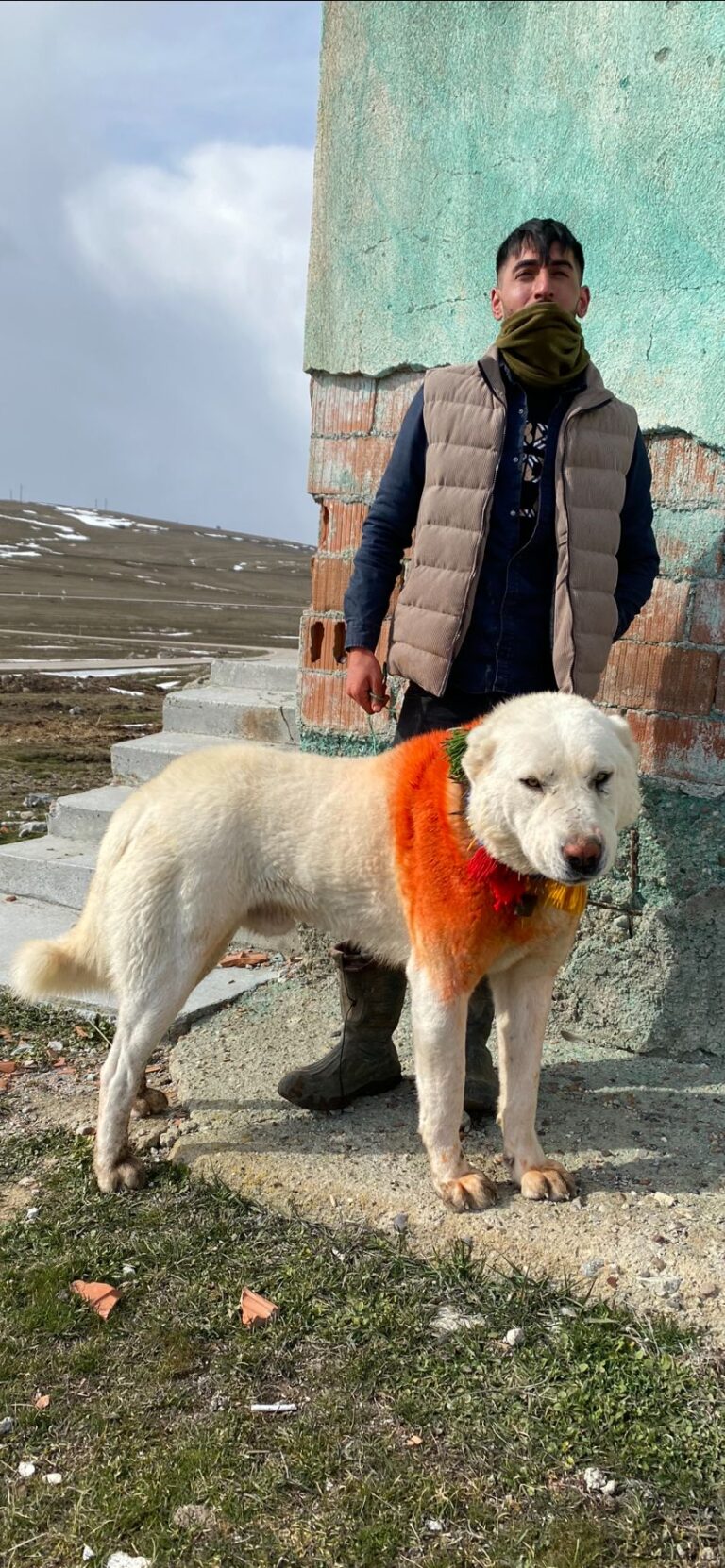 Türk Çoban Köpeği Akbaş