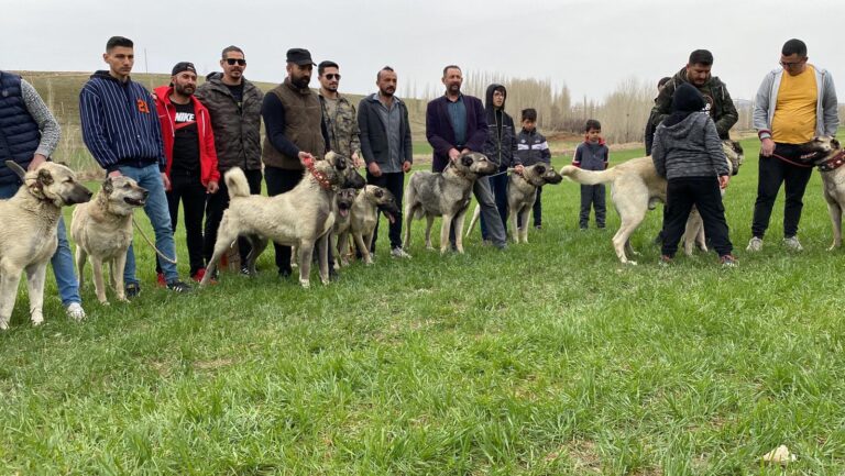 Kangal Çoban Köpeği Irk Kayıt Etkinliği